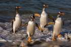Gentoo penguins-Pygoscelis Papua-coming ashore Pebble Island-Falkland Islands Art Print